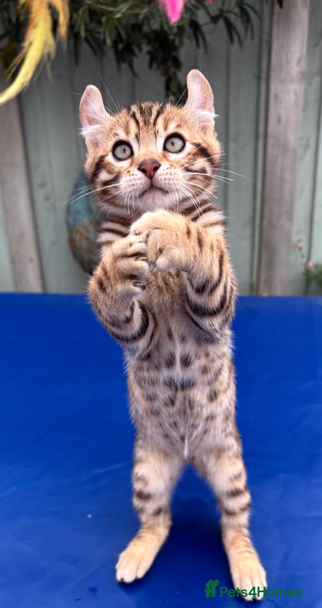 Keetso cats for sale: Rare curled eared rosetted keetso male  - Advert 13