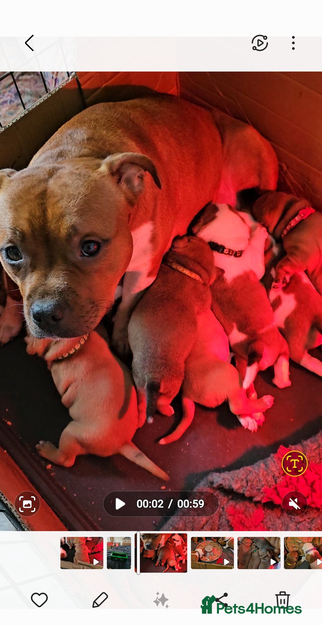 Staffordshire Bull Terrier dogs for sale: FUTURE RED PERFECTION KC PUPPIES - Image 8