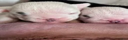 English Bulldog dogs for sale: Julie chalk  in Norwich - Advert 27
