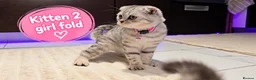 Scottish Fold cats for sale: 🐾 Beautiful Scottish Fold & Scottish Straight🐾 - Advert 18