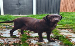 Labrador Retriever dogs for sale: Adorable Labrador Retriever Puppies  - Image 15