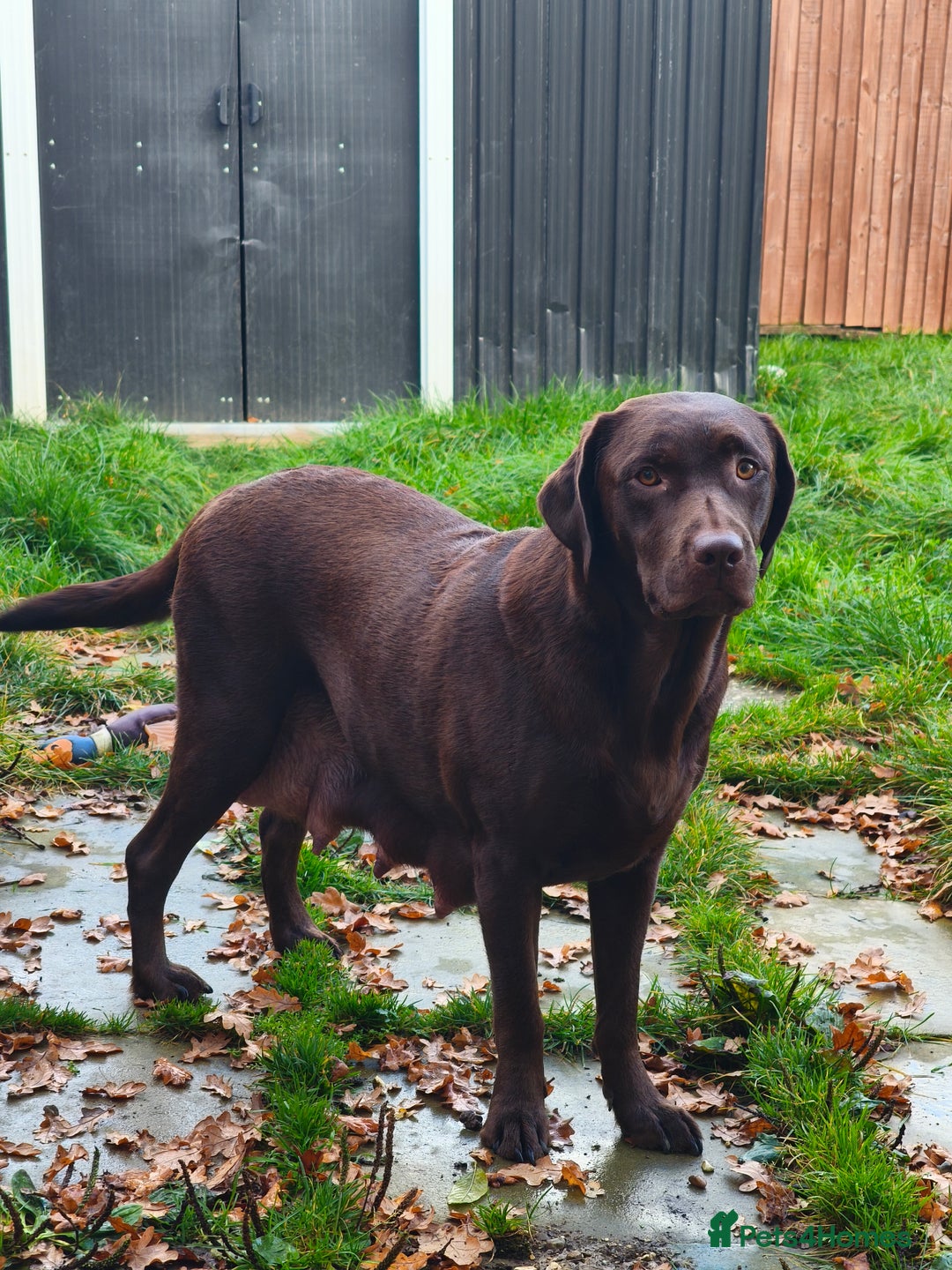 Labrador Retriever dogs for sale: Adorable Labrador Retriever Puppies  - Image 15