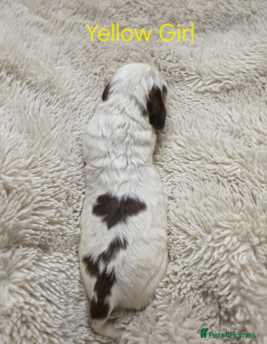 Cocker Spaniel dogs for sale: Beautiful Show Type Cocker Spaniels - Advert 15