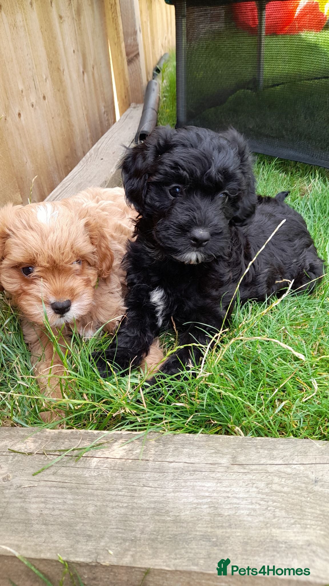 Cavapoo dogs F1 toy cavapoo  - Advert 1