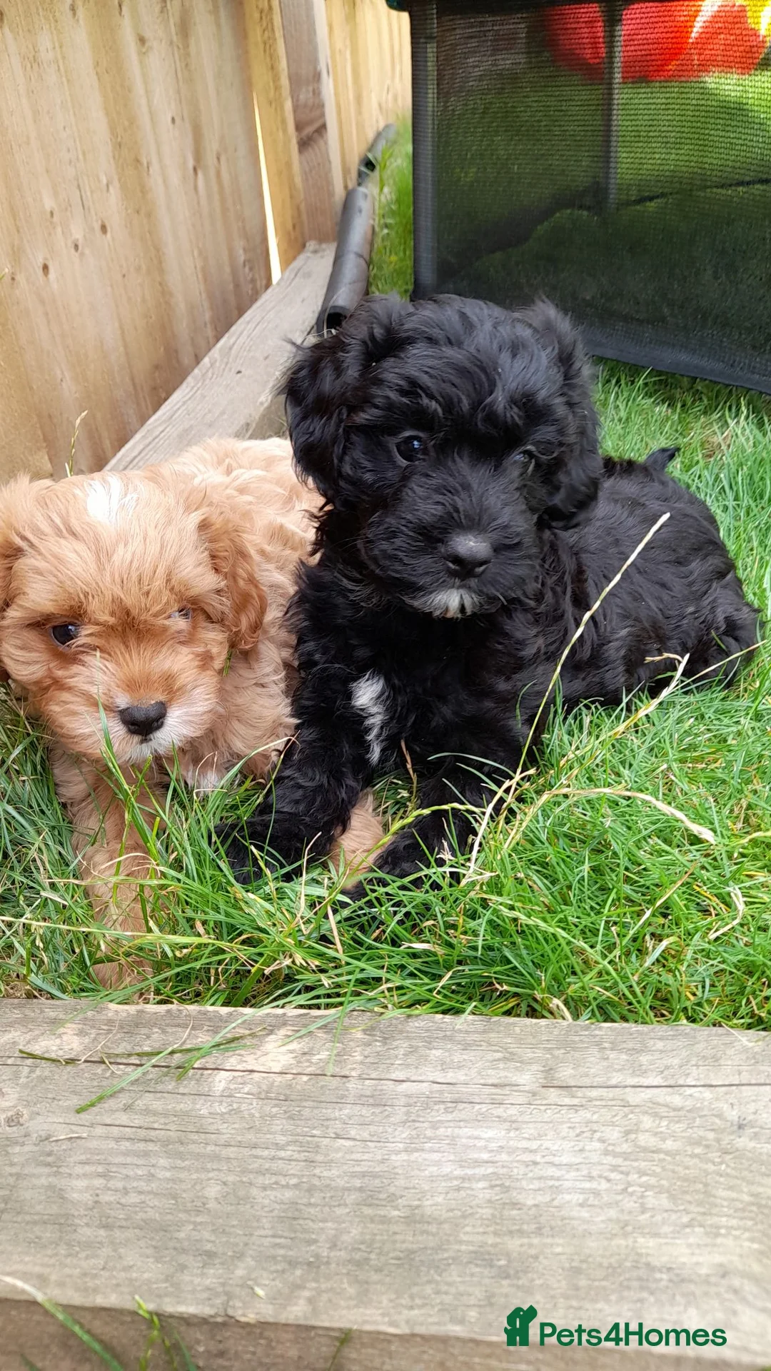 Cavapoo dogs for sale: F1 toy cavapoo  - Advert 2