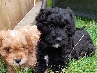 Cavapoo dogs F1 toy cavapoo - Advert 1
