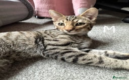 Domestic Shorthair cats for sale: Beautiful Brother & Sister to Rehome - Image 6