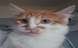 Mixed Breed cats for sale: Beautiful kittens - Image 14