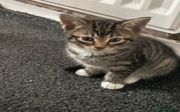 British Shorthair cats for sale: 5 kittens  - Image 3