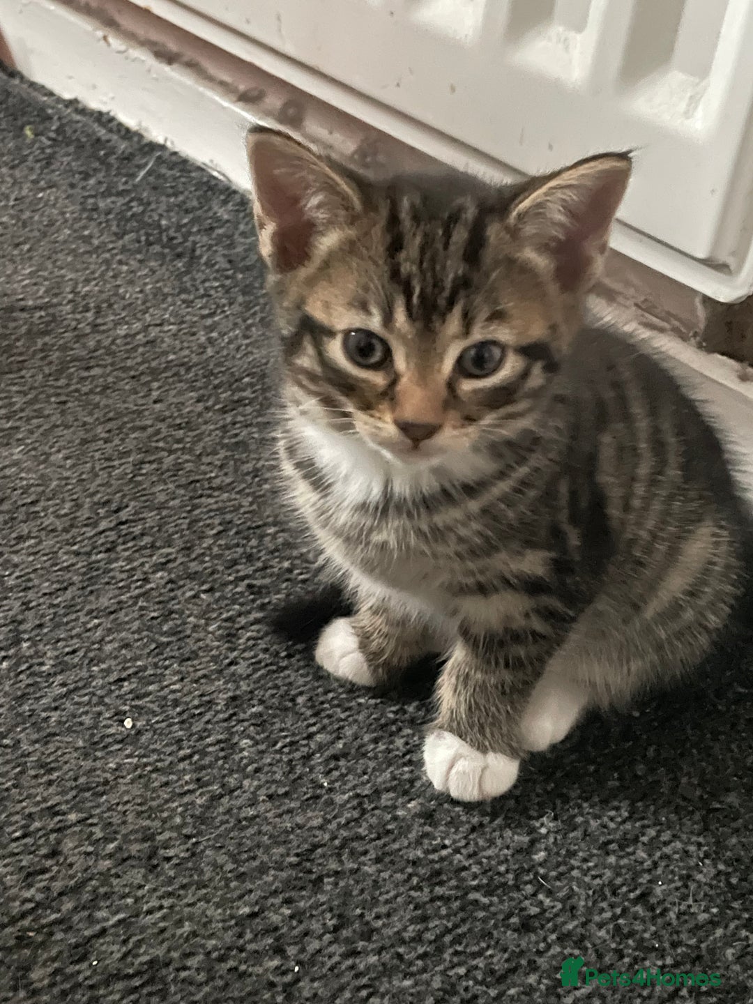 British Shorthair cats for sale: 5 kittens  - Image 3