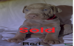 Dobermann dogs for sale: Kc Isabella Doberman puppies  - Image 8