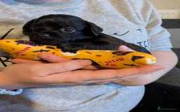 Chipoo dogs for sale: Health tested, non shed chipoos - Image 22