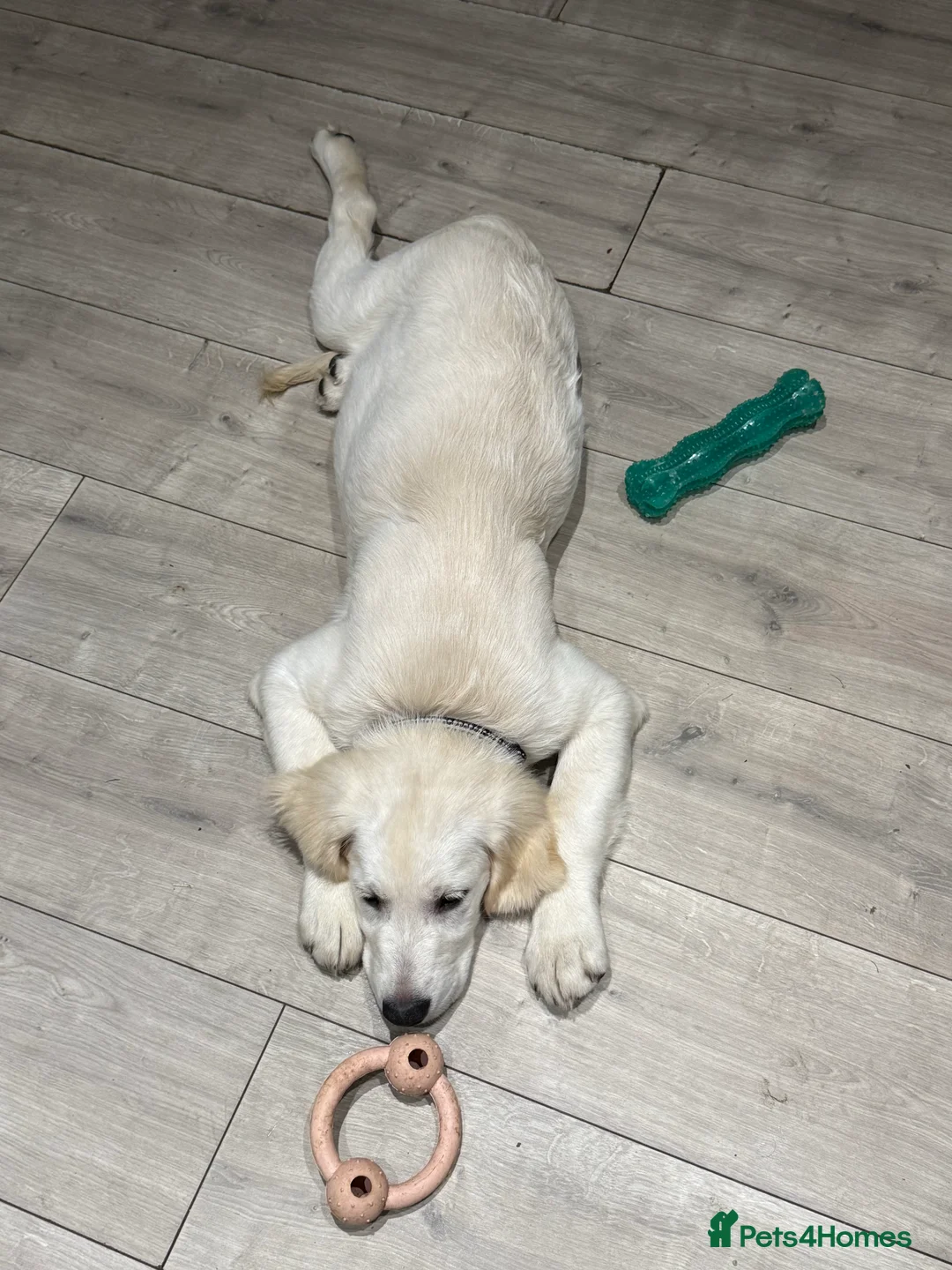 Golden Retriever dogs for sale: 6 month old, Male golden retriever  - Advert 15