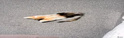 Mixed Breed cats for sale: Mother Cat and Kitten - Advert 2