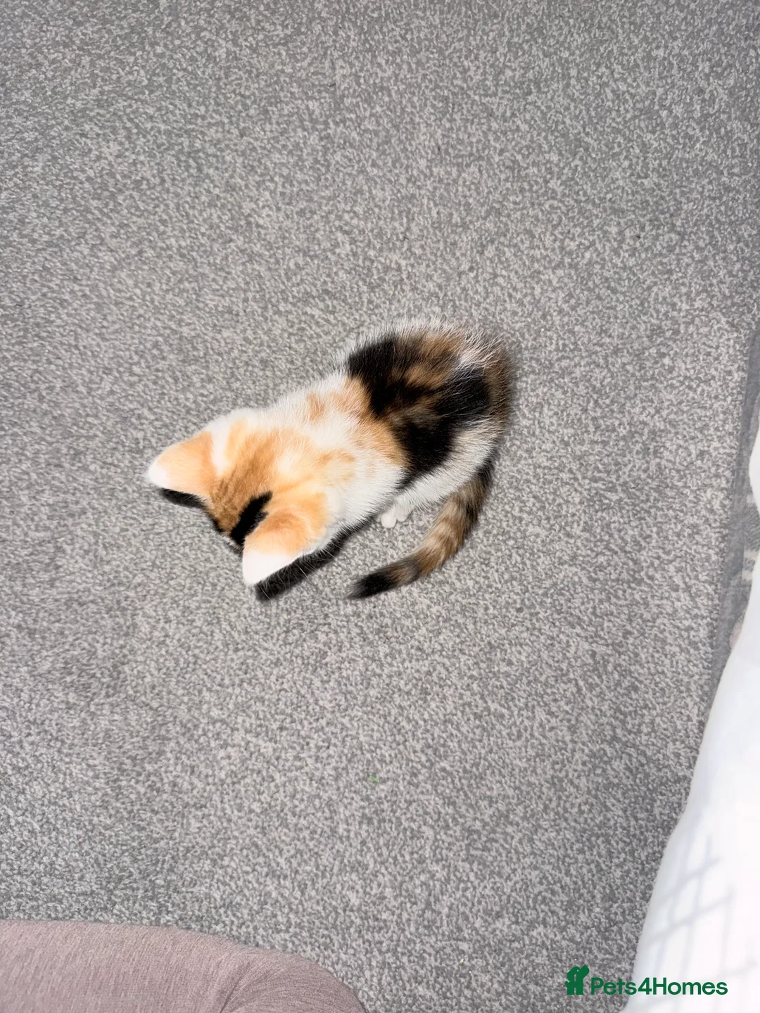 Mixed Breed cats for sale: Mother Cat and Kitten - Advert 2