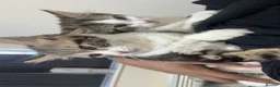 Mixed Breed cats for sale: Two friendly young male cats - ready now - Advert 1