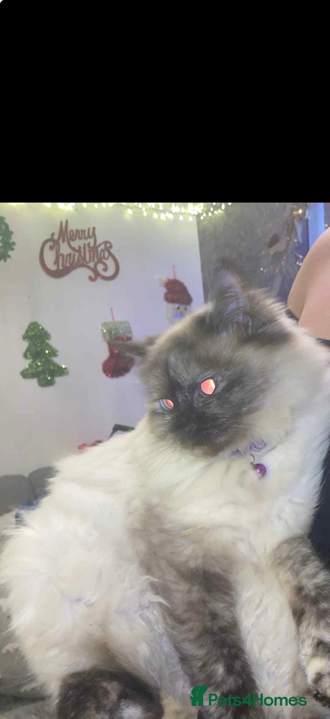 Ragdoll cats for sale: Beautiful ragdoll kittens  - Advert 11