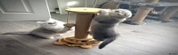 Scottish Fold cats for sale: 😻Stunning Scottish fold/straight kittens❤️😍😻 - Advert 12