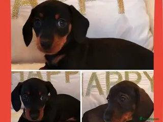 Miniature Dachshund dogs Mini dachshund - Advert 6