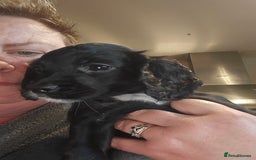 Cocker Spaniel dogs for sale: KC REGISTERED COCKER SPANIEL WORKING LINE PUPS  - Image 10