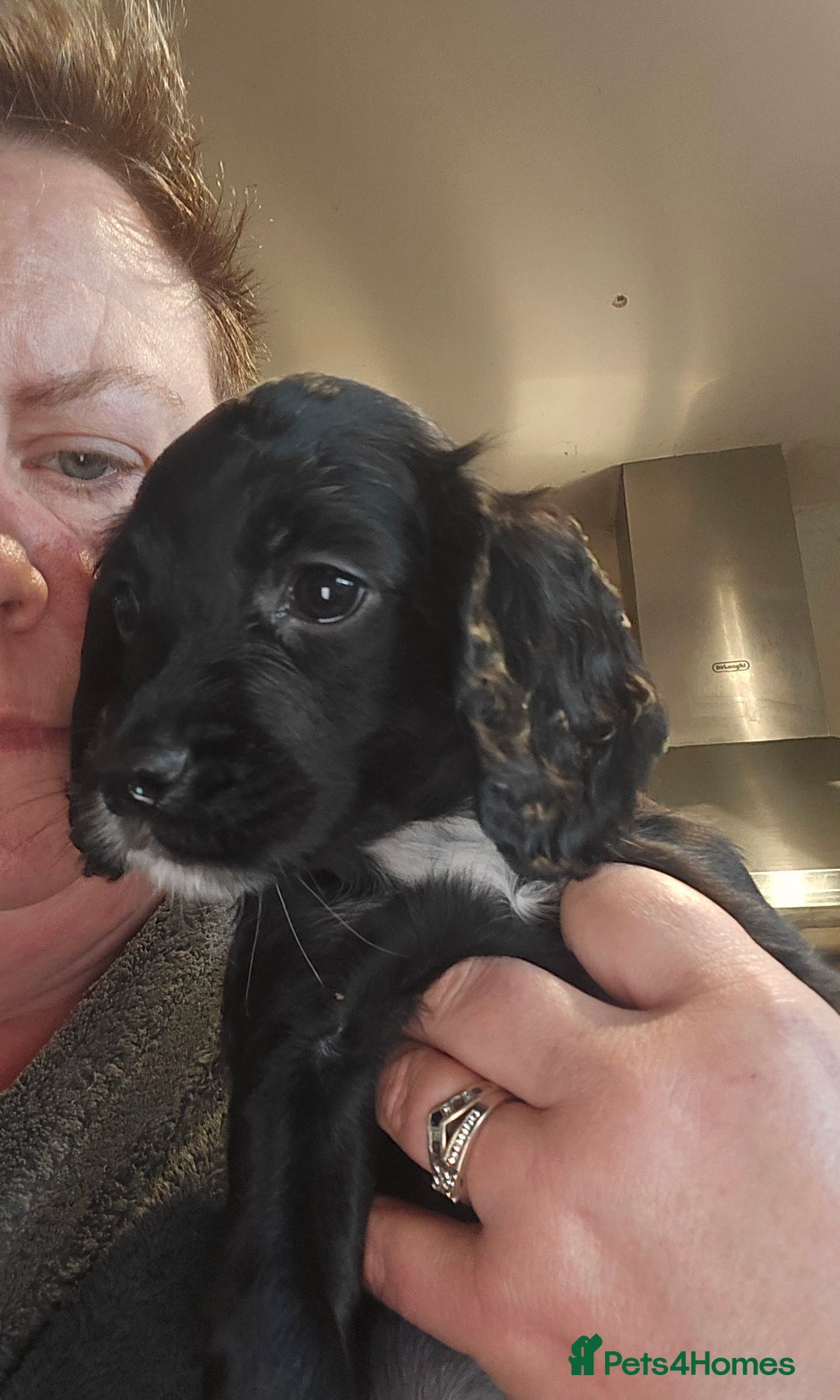Cocker Spaniel dogs for sale: KC REGISTERED COCKER SPANIEL WORKING LINE PUPS  - Image 10