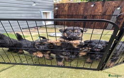 German Shepherd dogs for sale: Chunky German shepherd puppies for sale  - Advert 19