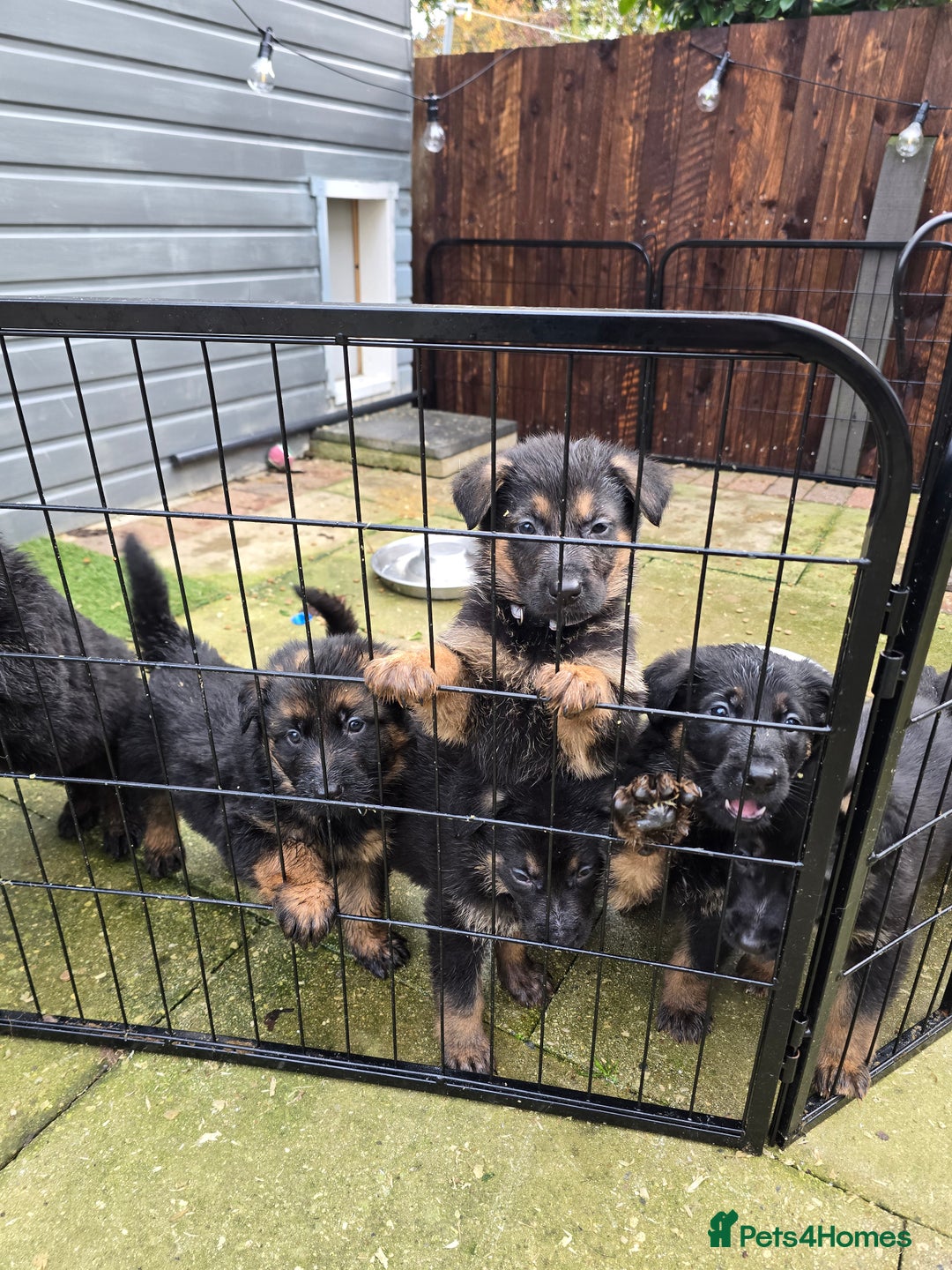 German Shepherd dogs for sale: Chunky German shepherd puppies for sale  - Advert 19