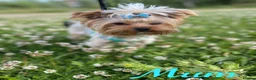 Yorkshire Terrier dogs for sale: Beautiful small Yorkshire Terrier Pedigree  in Peterborough - Advert 3