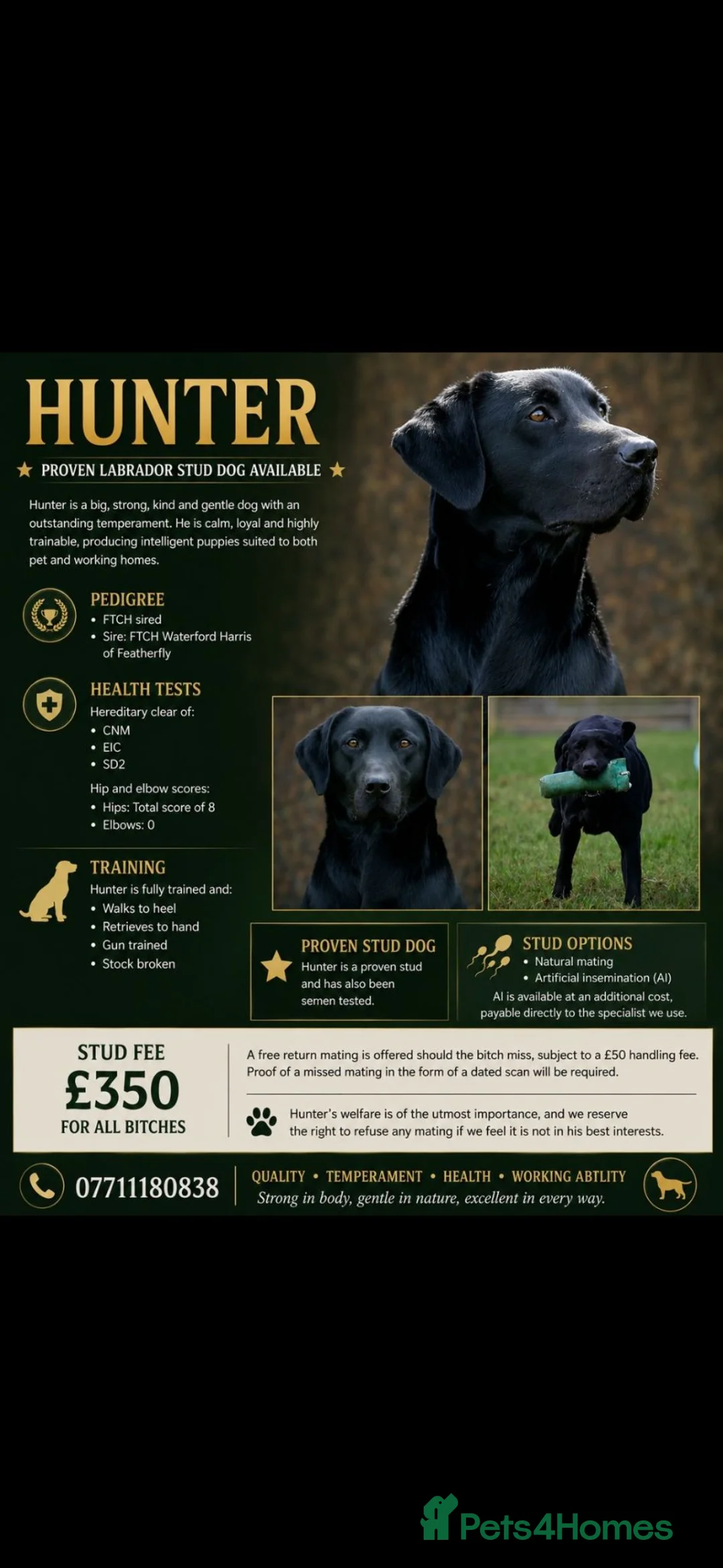 Labrador Retriever dogs for stud: Handsome hunter for stud (well proven) - Advert 1