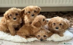 Cavapoo dogs for sale: Apricot Cavapoos - Image 5