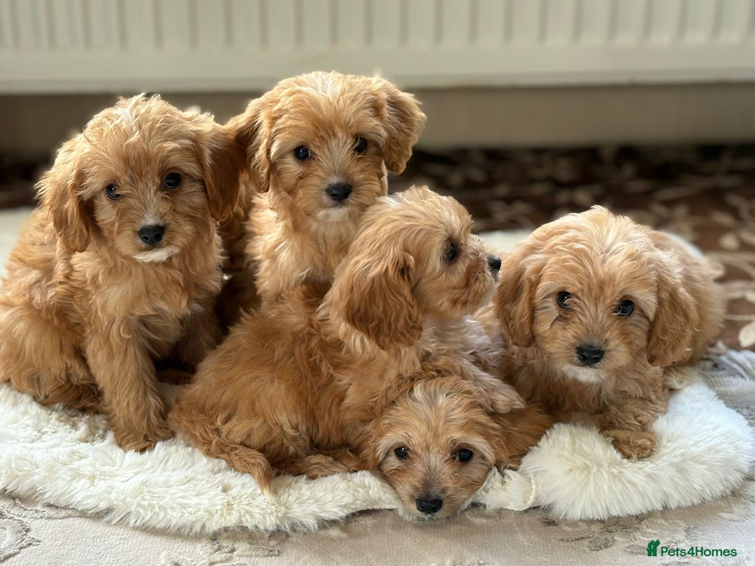 Cavapoo dogs for sale: Apricot Cavapoos - Image 5