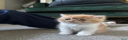 Exotic cats for sale: Stunning exotic and Persians  - Advert 8