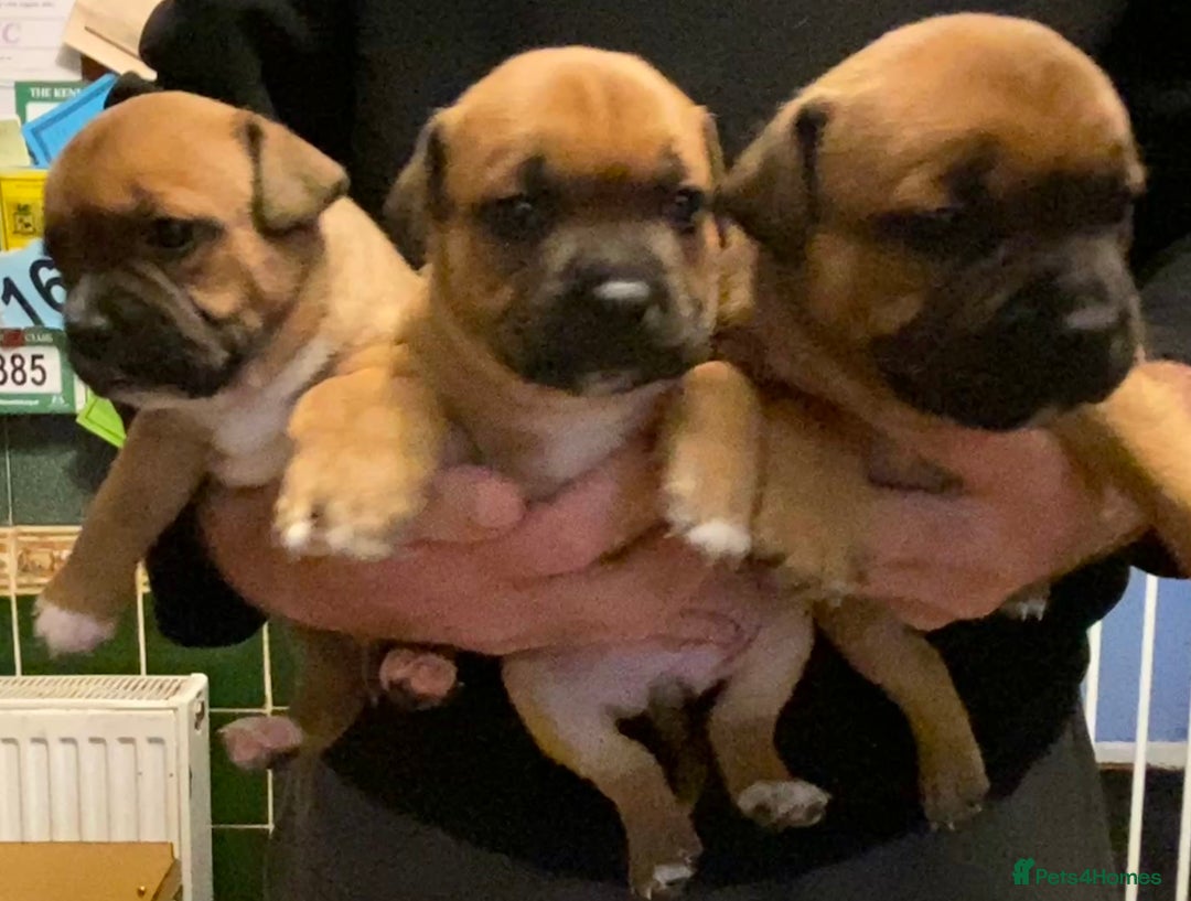 Staffordshire Bull Terrier dogs for sale: A litter of stunning Reds  - Image 2