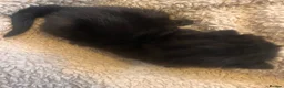 Mixed Breed cats for sale: Beautiful fluffy kittens  - Advert 10