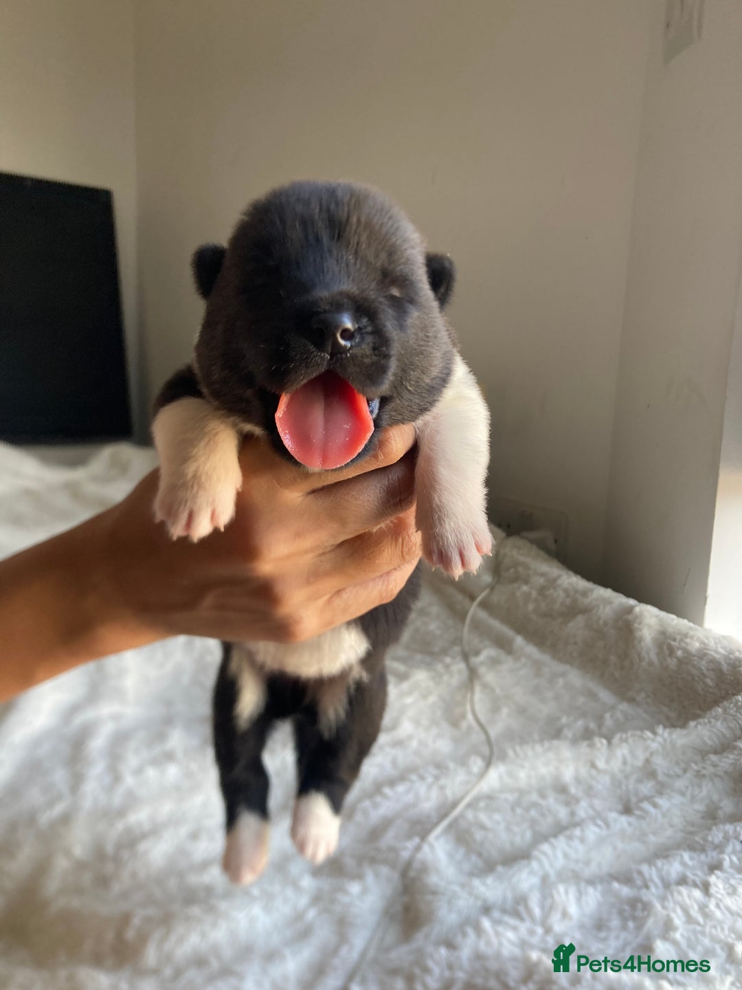 Akita dogs for sale: Akita puppies  - Image 1