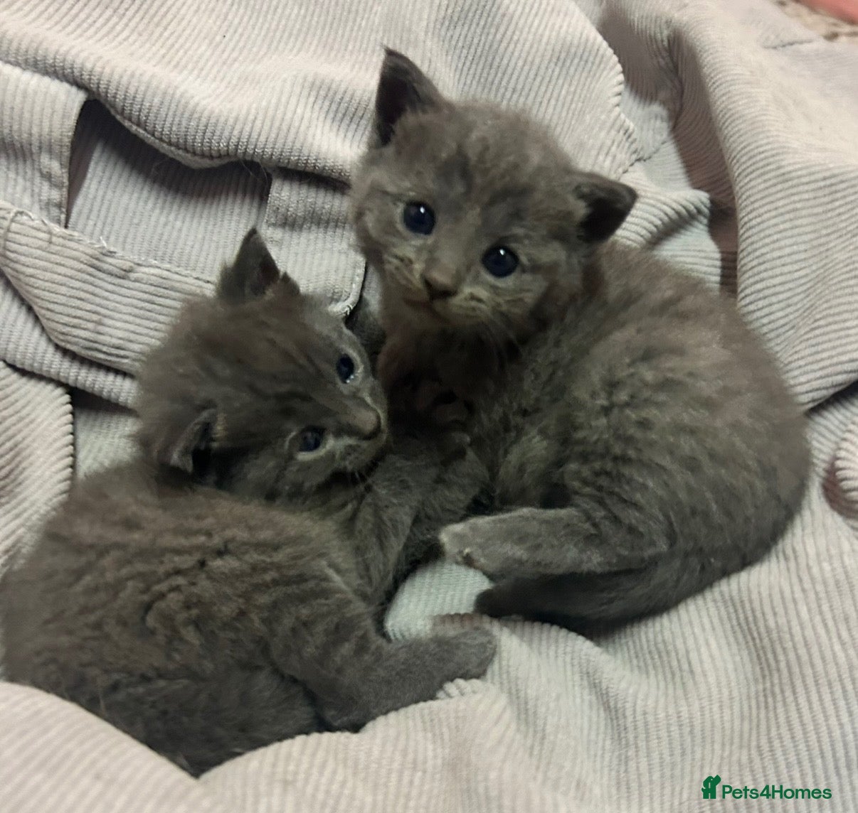 Russian Blue cats Four beautiful Russian blue kittens ❤️ - Advert 1