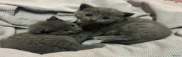 Russian Blue cats for sale: Four beautiful Russian blue kittens ❤️ - Advert 6