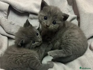 Russian Blue cats Four beautiful Russian blue kittens ❤️ - Advert 1