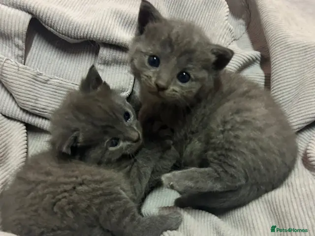 Russian Blue cats 1 little boy left looking for his forever home 🩷 - Advert 3