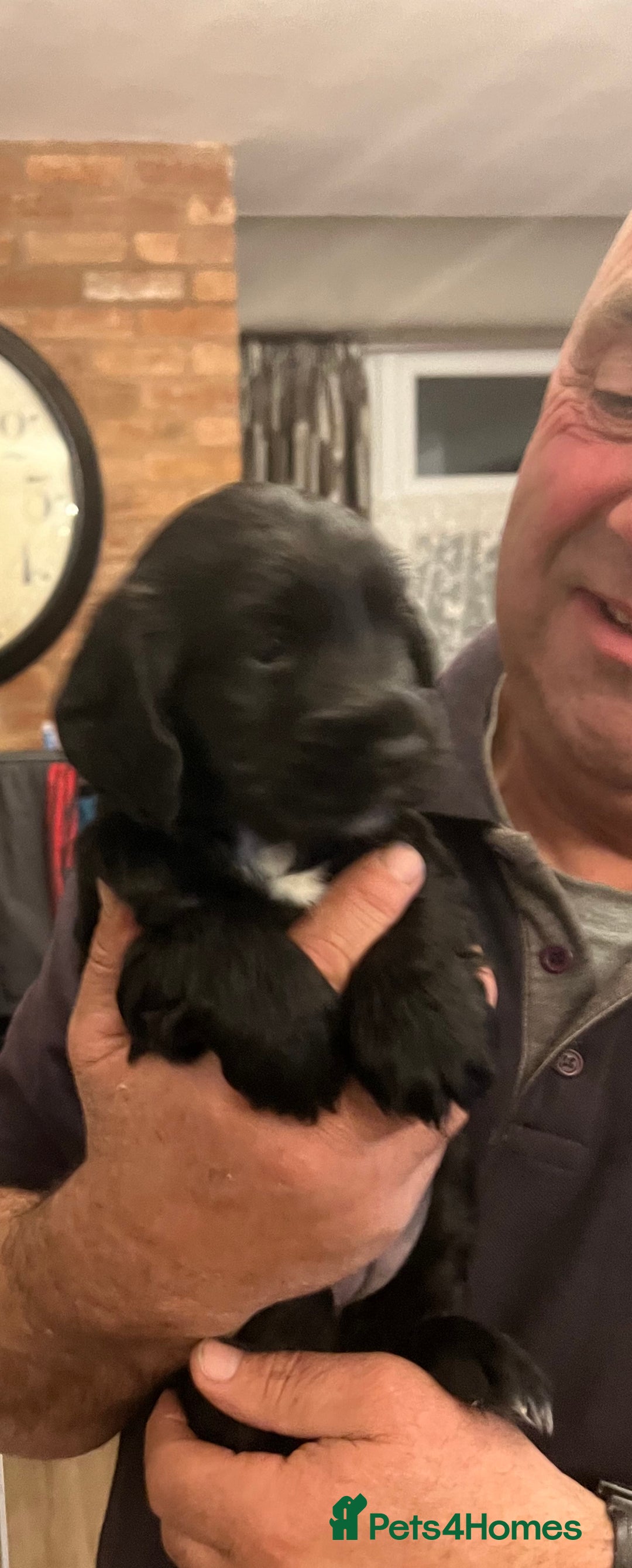 Cocker Spaniel dogs for sale: Adorable cocker spaniel Bitch - Advert 2