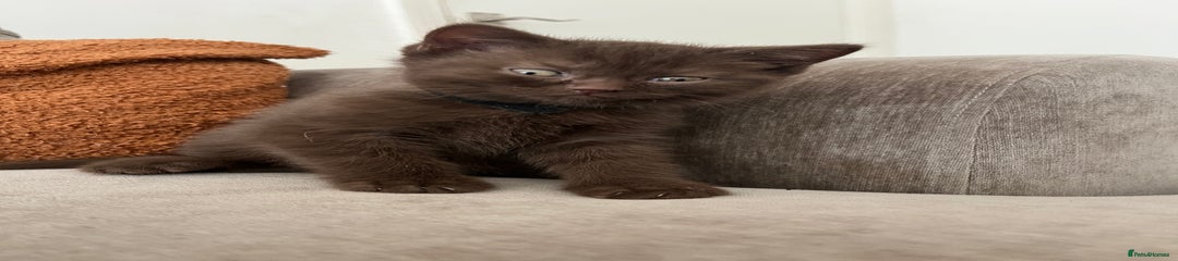 British Shorthair Kitten 2
