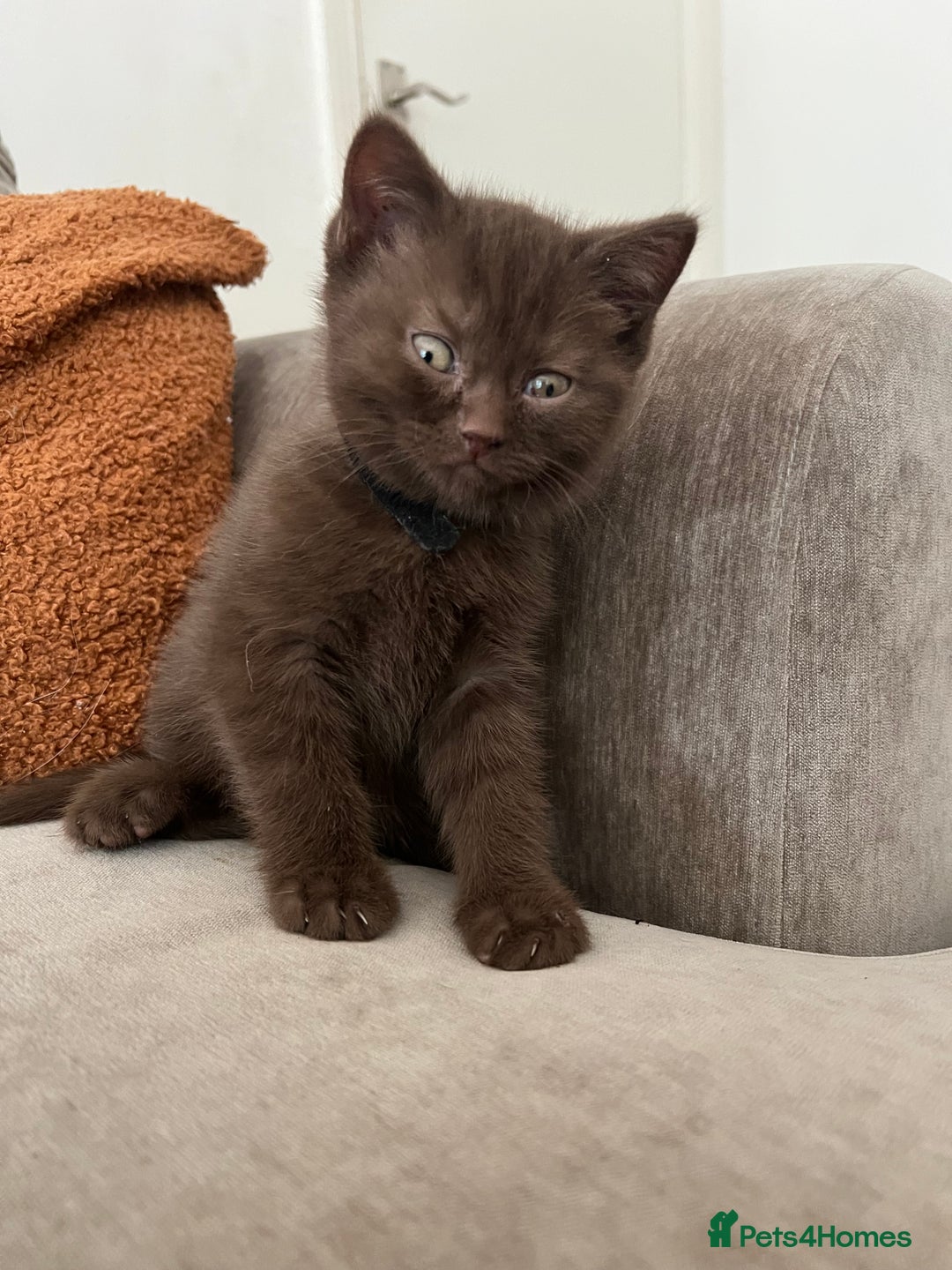 British Shorthair cats for sale: British shorthair kittens - Image 8
