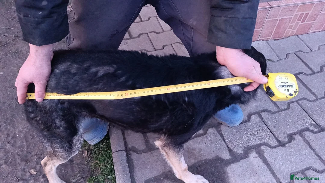 Mixed Breed dogs for adoption: 🐾 RUDY – Waiting for the Life He Deserves 🐾 in Nottingham - Advert 20