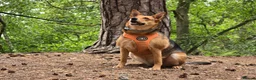 Mixed Breed dogs for adoption: ❤️ MINNIE-2-year-old low-medium girl  - Advert 9