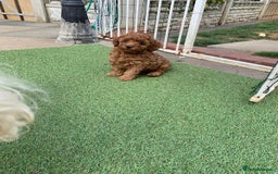 Toy Poodle dogs for sale: One of a kind deep red toy poodle boy - Image 8