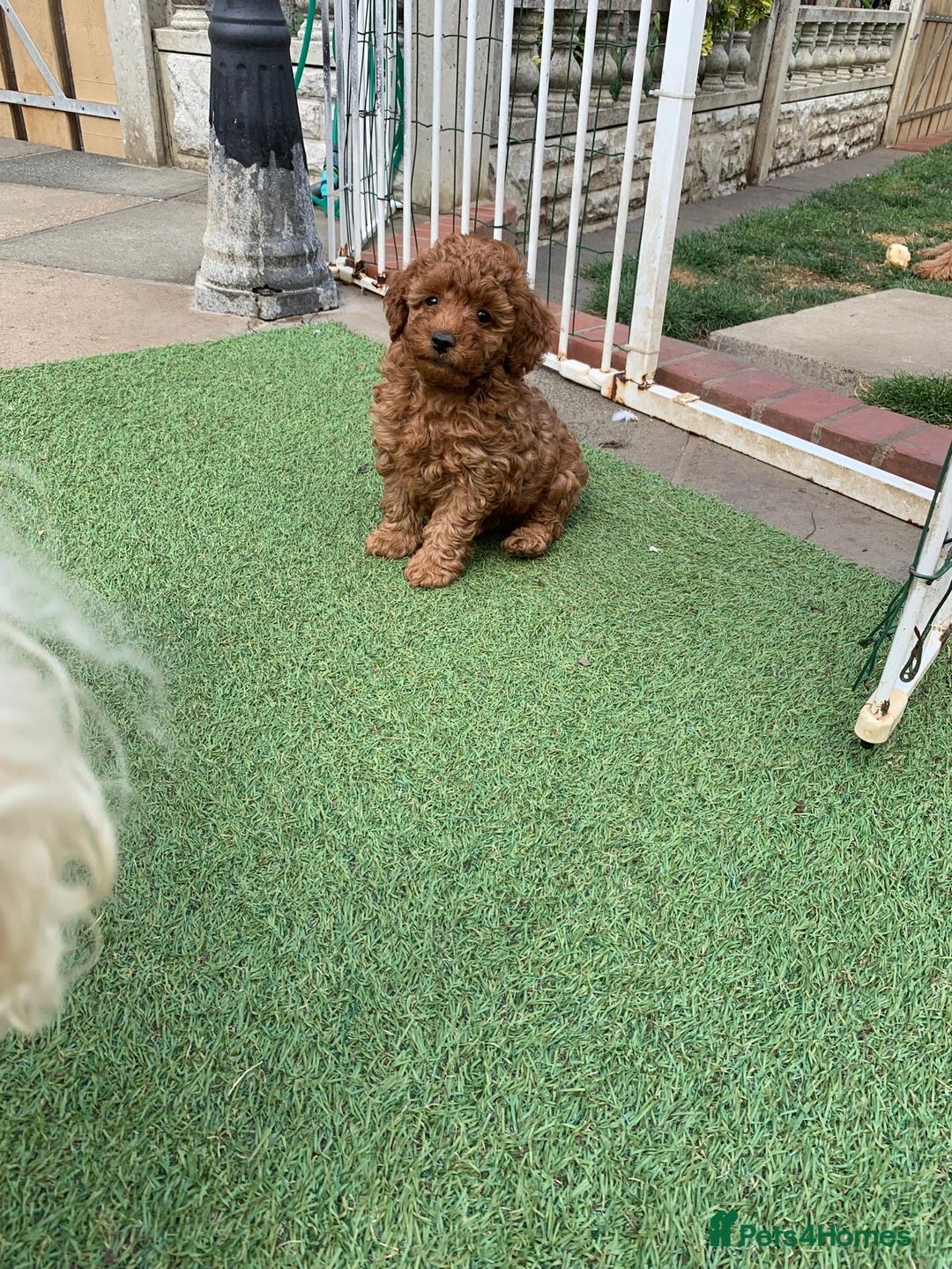 Toy Poodle dogs for sale: One of a kind deep red toy poodle boy - Image 8