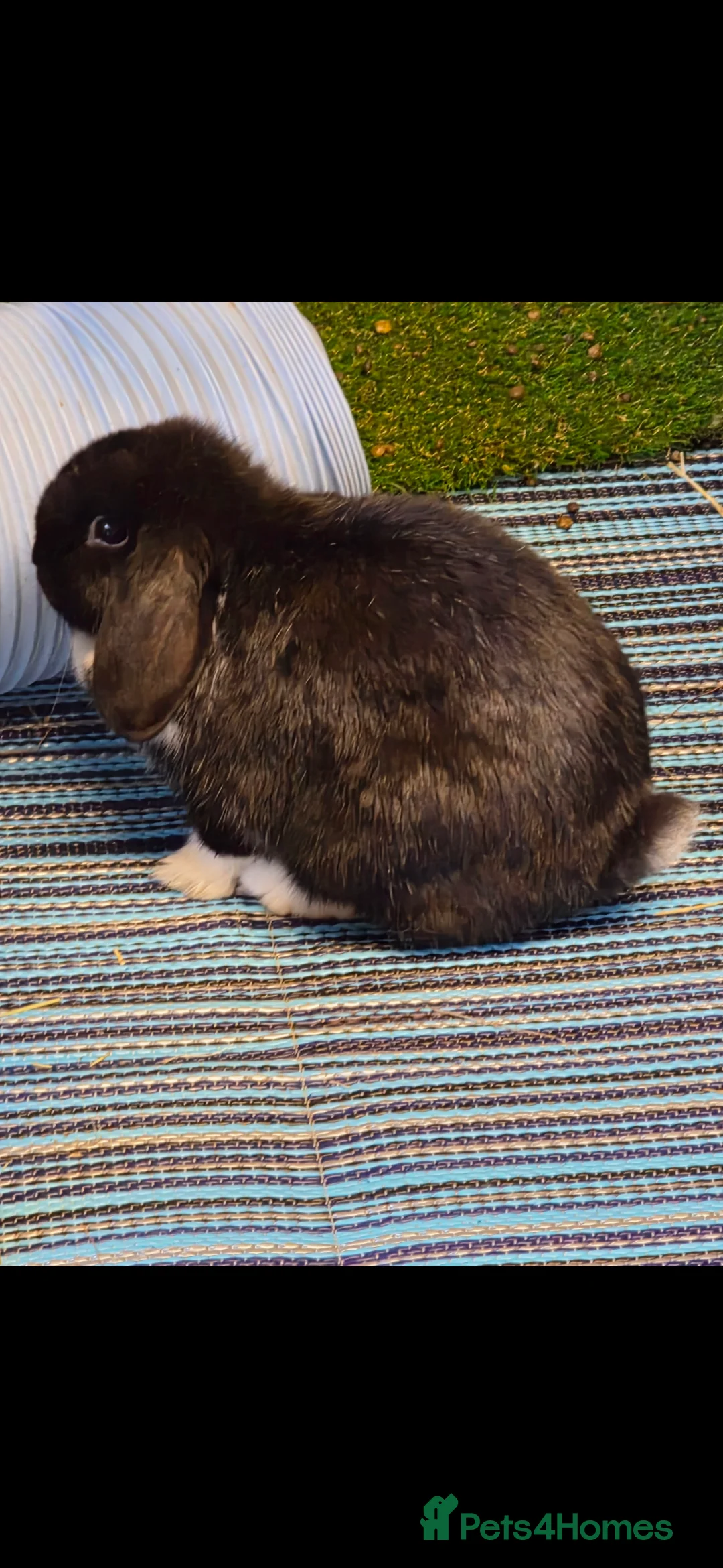 Mini Lop rabbits for sale: Two bunnies looking for thier forever home.   - Advert 1