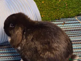 Mini Lop rabbits Onyx is looking for her forever home. - Advert 19