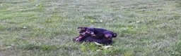 Cocker Spaniel dogs for sale: One male kc reg working Cocker spaniel  in Thirsk - Advert 1