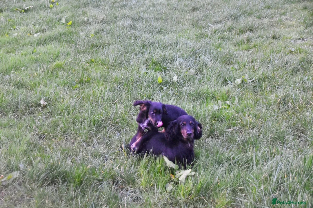 Cocker Spaniel dogs for sale: One male kc reg working Cocker spaniel  in Thirsk - Advert 1